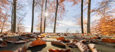 Gemeinde Julbach Landkreis Rottal-Inn Schlossberg Herbst (Dirschl Johann) Deutschland PAN